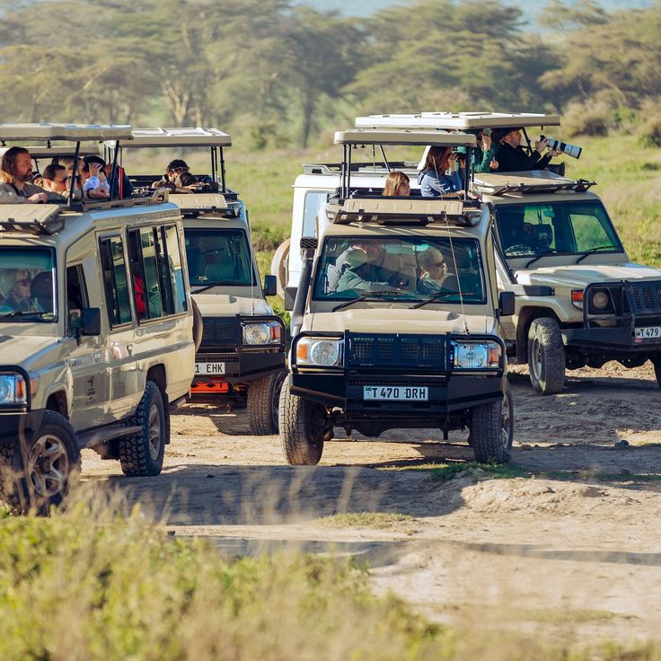 Serengeti Safari